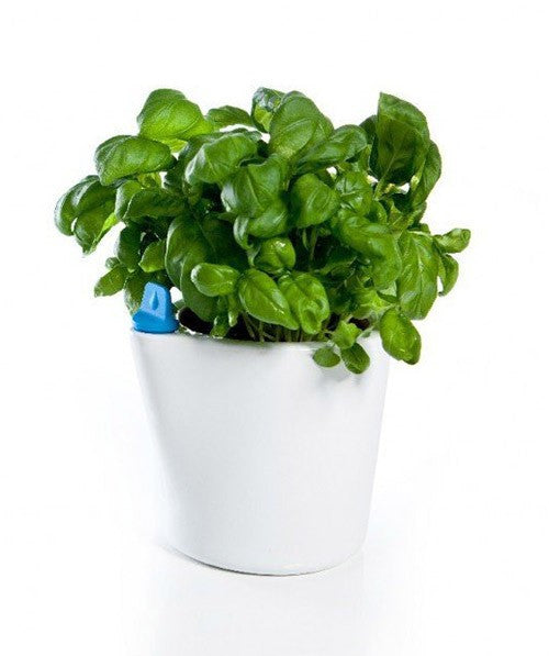 Royal VKB Herb2O Self Watering Pot